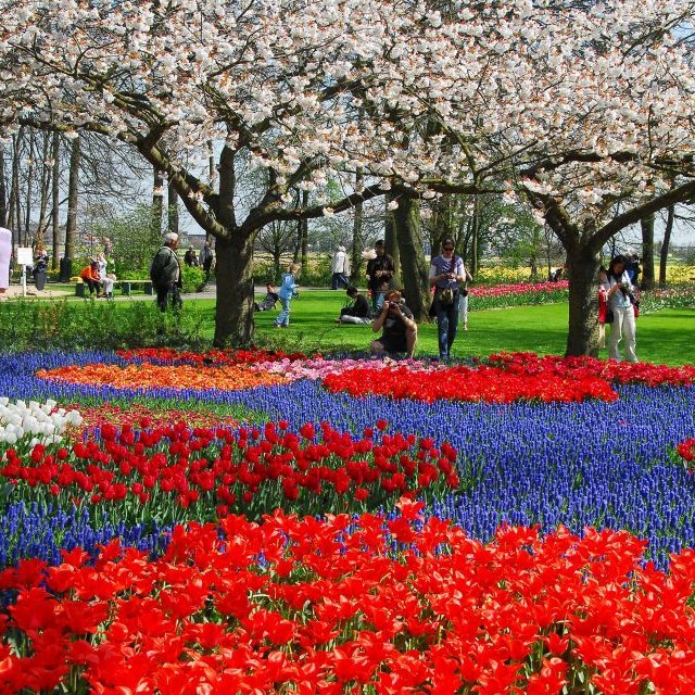 De Amsterdão: Ingresso de 1 Dia para o Keukenhof c/ Traslado