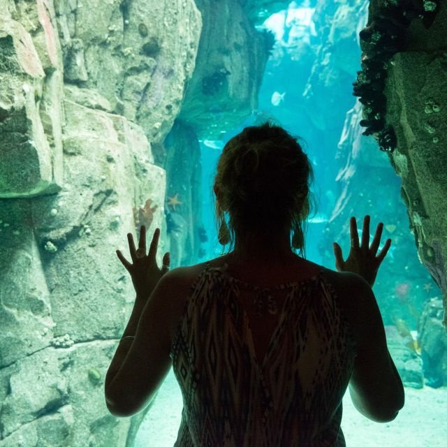 Lisboa: Ingresso para o Oceanário de Lisboa