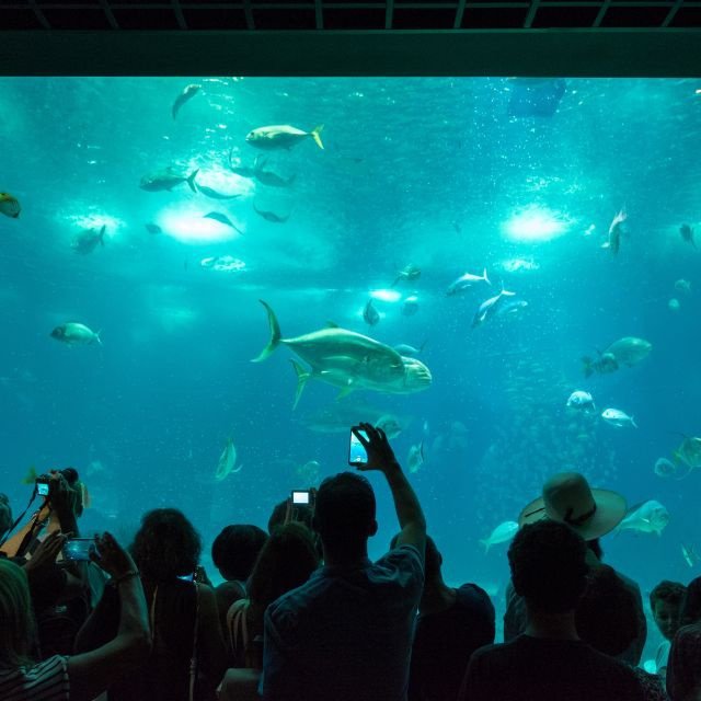 Lisboa: Ingresso para o Oceanário de Lisboa