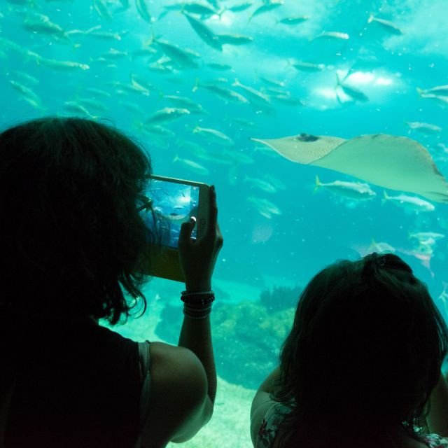 Lisboa: Ingresso para o Oceanário de Lisboa