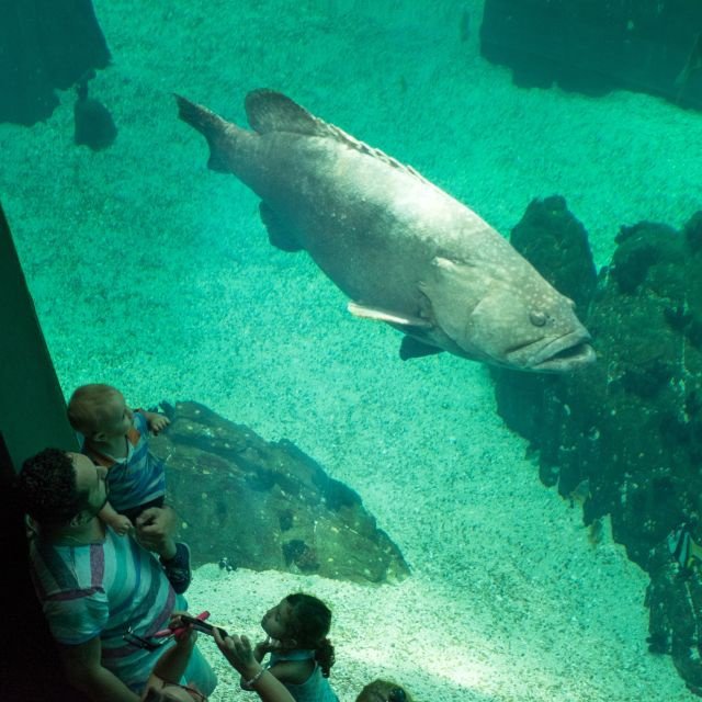 Lisboa: Ingresso para o Oceanário de Lisboa
