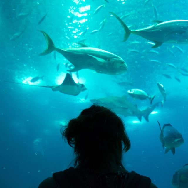 Lisboa: Ingresso para o Oceanário de Lisboa