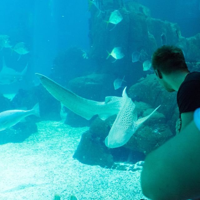 Lisboa: Ingresso para o Oceanário de Lisboa