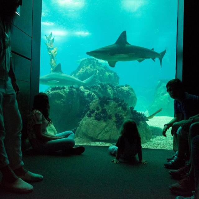 Lisboa: Ingresso para o Oceanário de Lisboa