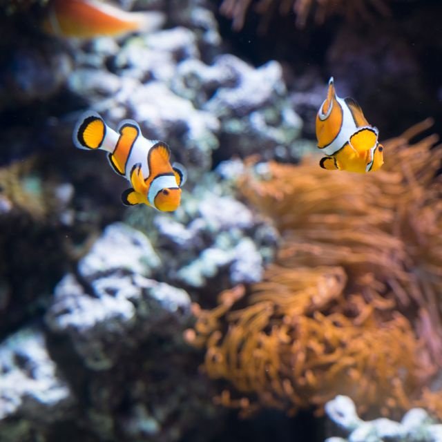 Lisboa: Ingresso para o Oceanário de Lisboa