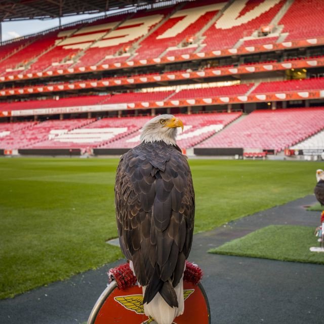 Lisboa: Tour Guiado de 2 Horas ao Estádio da Luz e Museu
