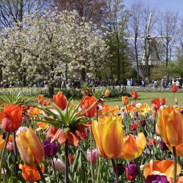 De Amsterdão: Ingresso de 1 Dia para o Keukenhof c/ Traslado