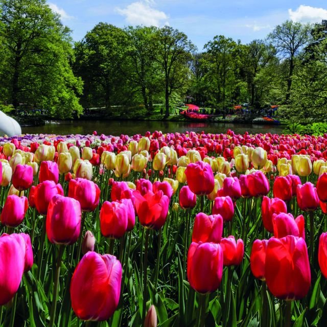 De Amsterdão: Ingresso de 1 Dia para o Keukenhof c/ Traslado