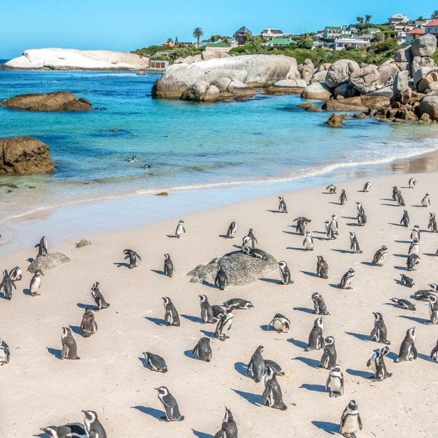 CAPE POINT
