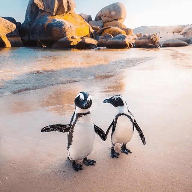 CAPE POINT