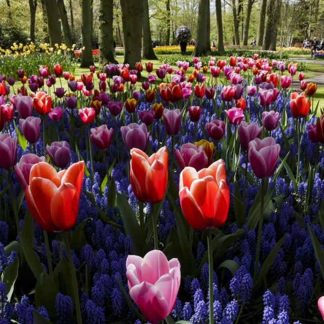 De Amsterdão: Ingresso de 1 Dia para o Keukenhof c/ Traslado