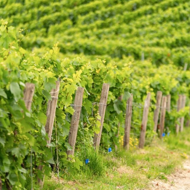 Viagem de um dia a Champagne saindo de Paris com 8 degustações e almoço