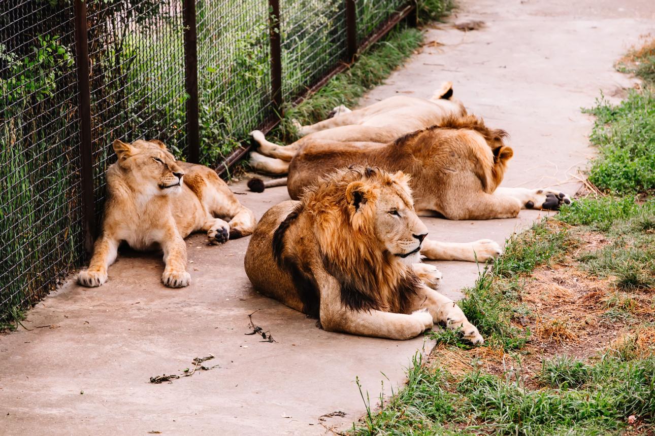 LION PARK