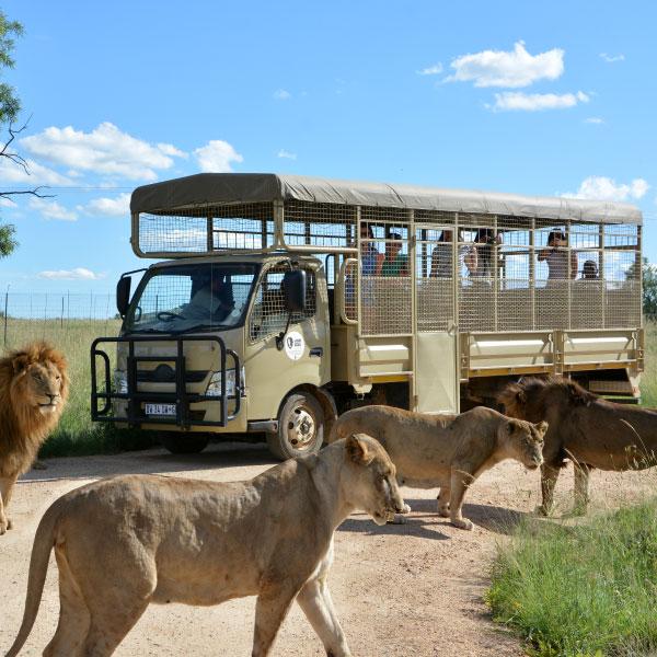 LION PARK
