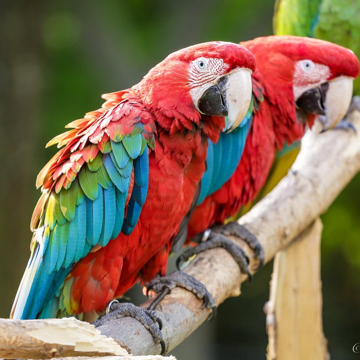 DISNEY ON ICE  - PACOTE MINNIE