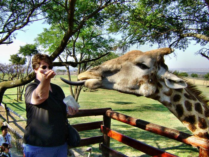 LION PARK