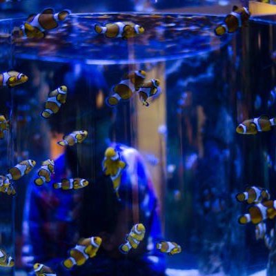 AQUÁRIO 2 OCEANOS